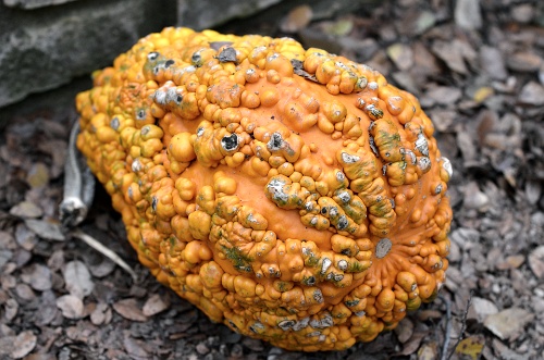 Orange Bumps  Orange Bumps